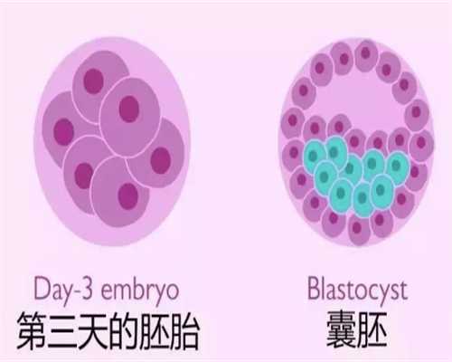 胚胎破碎是什么意思？~捐卵助孕联系方式
